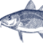 Logo Gloucester Marine Genomics Institute